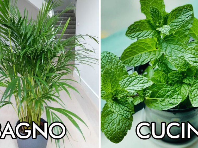 10 plantes qui aident à absorber l’humidité dans la maison