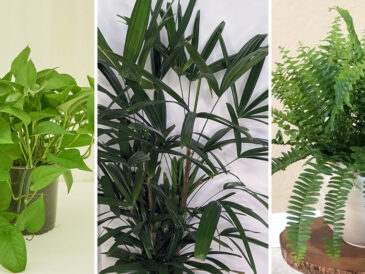 9 plantes qui purifient l’air de la maison et éliminent les mauvaises odeurs