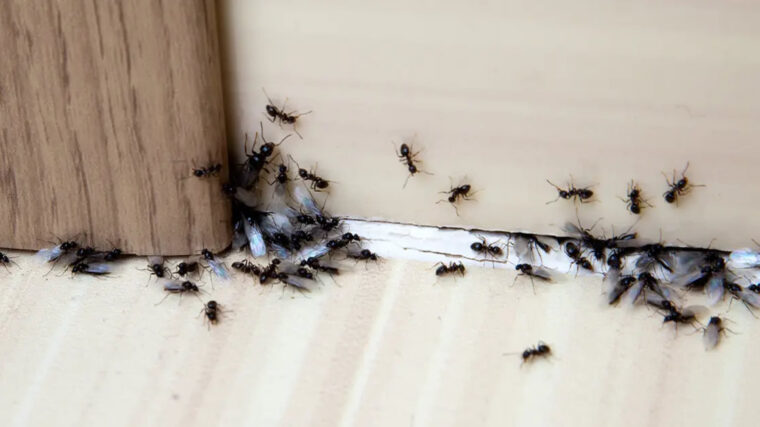 Fourmis dans la maison : les 7 astuces infaillibles pour les éliminer et ne plus jamais les revoir