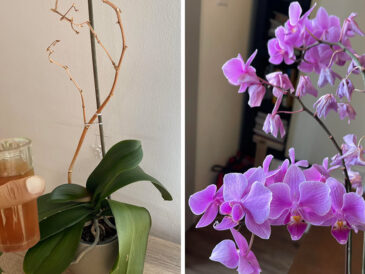 L’astuce la plus efficace pour sauver une orchidée mourante et la faire refleurir