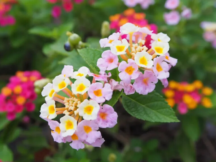 Comment soigner et faire fleurir le lantana, la fleur qui repousse les moustiques et parfume toute la maison