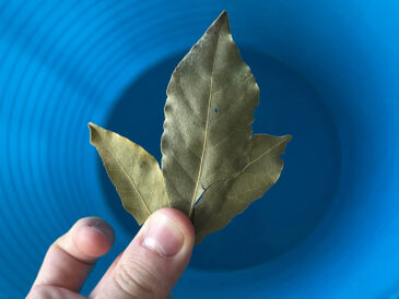 C’est pourquoi vous devez mettre une feuille de laurier dans votre seau à vadrouille