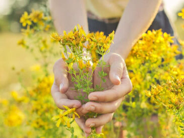 La magie de l’hypericum : comment utiliser cette plante pour profiter de ses merveilleux bienfaits