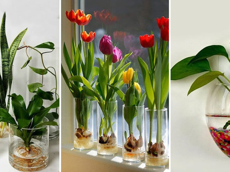 19 plantes d’intérieur qui peuvent être cultivées dans l’eau