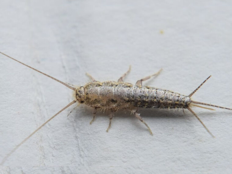 Silverfish : les trouver n’importe où dans votre maison peut être un signe de ce problème alarmant