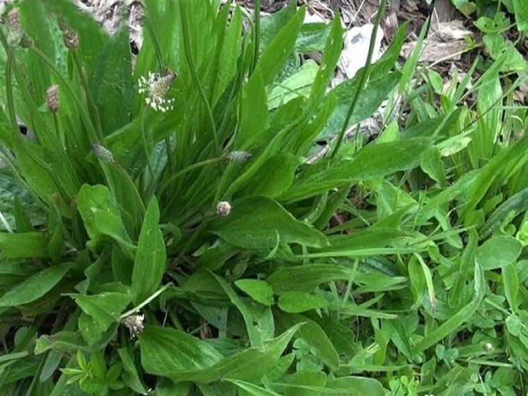 Plantain : propriétés et bienfaits de cette plante médicinale spontanée