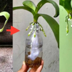 Pourpier grandiflora, peu de gens connaissent cette astuce incroyable