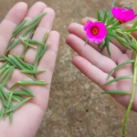 Avec cette capsule toutes vos fleurs resteront fraîches pendant plus d’un an