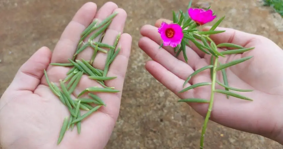 Pourpier grandiflora, peu de gens connaissent cette astuce incroyable