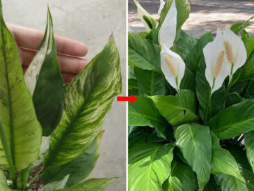 Comment avoir un spathiphyllum toujours vert et plein de fleurs : 3 astuces très puissantes