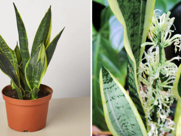 Toutes les astuces pour prendre soin de la sansevieria et la faire fleurir toute l’année