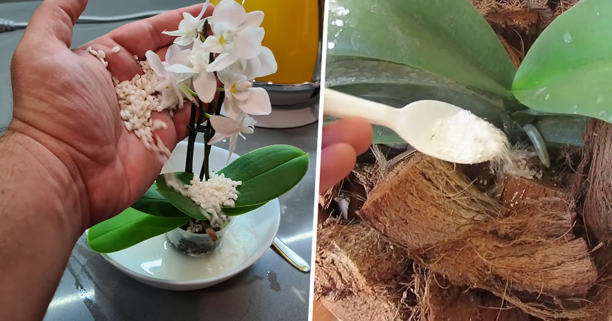 Les 4 ingrédients pour nourrir vos orchidées pour les faire fleurir toute l’année