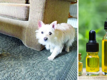 Comment préparer le répulsif naturel qui empêche le chien de faire ses besoins à la maison