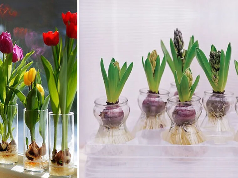 Comment faire pousser des tulipes et des jacinthes dans l’eau et les faire durer des années