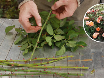 Comment multiplier les roses à partir de la tige pour en obtenir des centaines