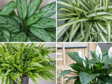 Les 9 meilleures plantes d’intérieur pour purifier l’air de votre maison selon la NASA