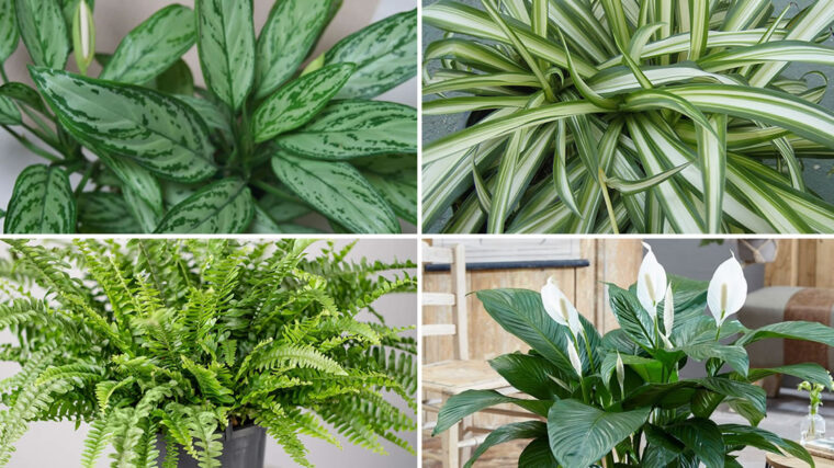 Les 9 meilleures plantes d’intérieur pour purifier l’air de votre maison selon la NASA