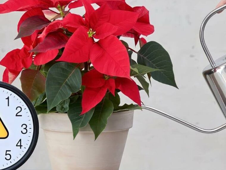 Poinsettia, ne l’arrosez jamais à cette heure-ci : si vous le faites, il pourrit au bout de 4 jours.