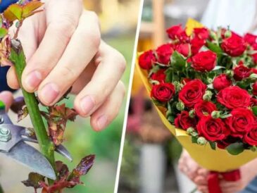 Comment cultiver des roses à partir d’une seule souche ?