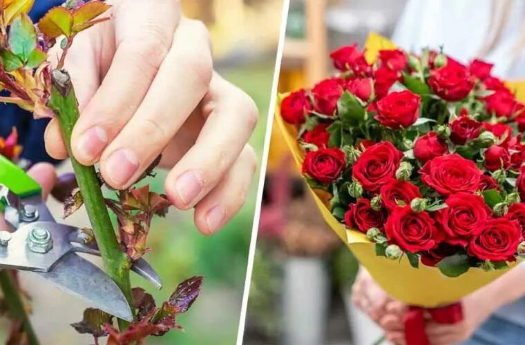 Comment cultiver des roses à partir d’une seule souche ?