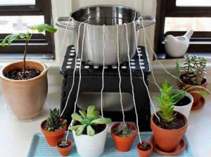 Une méthode simple pour arroser les plantes si vous êtes absent pour les vacances