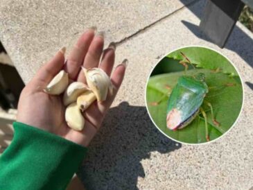 Adieu les insectes verts sur les plantes : avec cette astuce vous ne les verrez plus sur le balcon