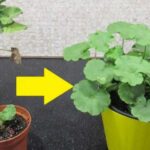 Adieu les insectes verts sur les plantes : avec cette astuce vous ne les verrez plus sur le balcon