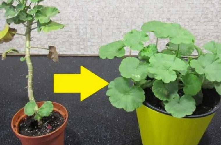 Comment transformer un pélargonium en buisson: il faut 5 minutes pour le faire