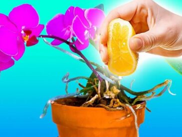 Comment prendre soin des orchidées avec du jus de citron