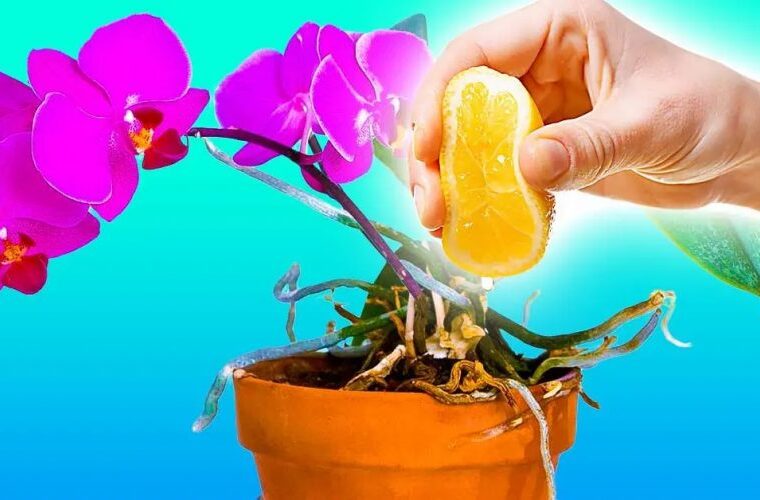 Comment prendre soin des orchidées avec du jus de citron