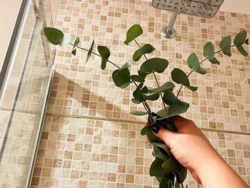 Vous devez absolument connaître cette astuce à base d’eucalyptus pour garantir une douche relaxante