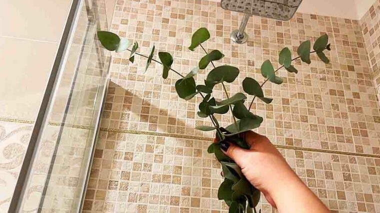 Vous devez absolument connaître cette astuce à base d’eucalyptus pour garantir une douche relaxante