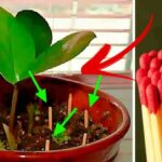 Plantes d’intérieur: 6 Plantes idéales pour purifier naturellement l’air dans la cuisine.