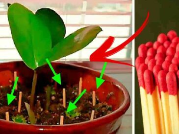 Astuce des allumettes : Incroyable, Pourquoi il faut absolument planter des allumettes dans vos pots ?