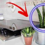 Astuce des allumettes : Incroyable, Pourquoi il faut absolument planter des allumettes dans vos pots ?