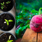 17 idées de mini-jardins dans une tasse