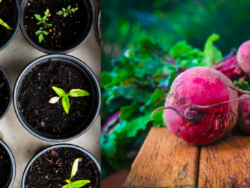 Légumes les plus faciles à cultiver en pot pour débutants