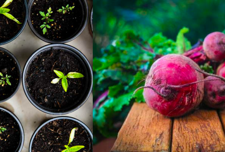 Légumes les plus faciles à cultiver en pot pour débutants