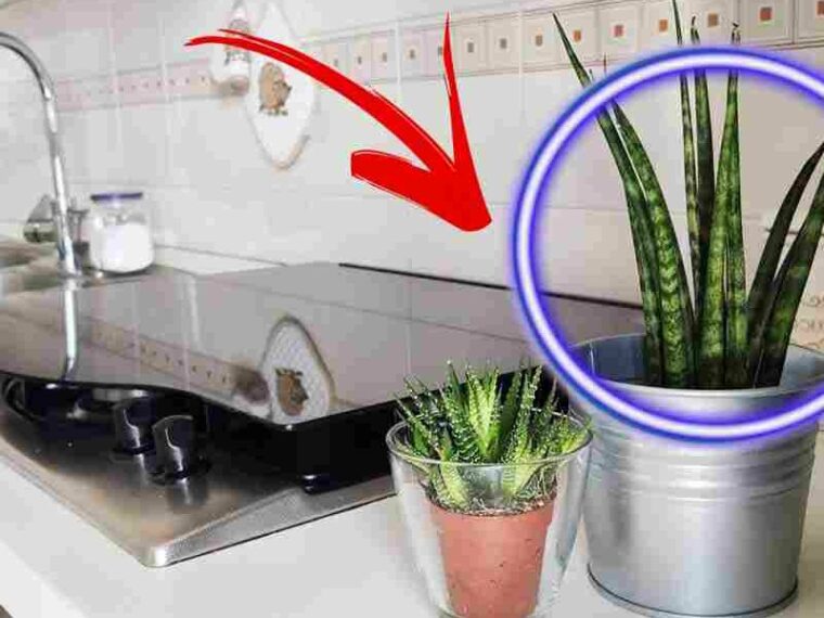 Plantes d’intérieur: 6 Plantes idéales pour purifier naturellement l’air dans la cuisine.