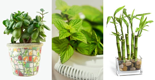 3 plantes qui produisent des ondes positives dans nos maisons