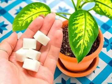 Pourquoi doit-on verser du sucre sur les plantes ? Tout le monde le fait et c’est très efficace