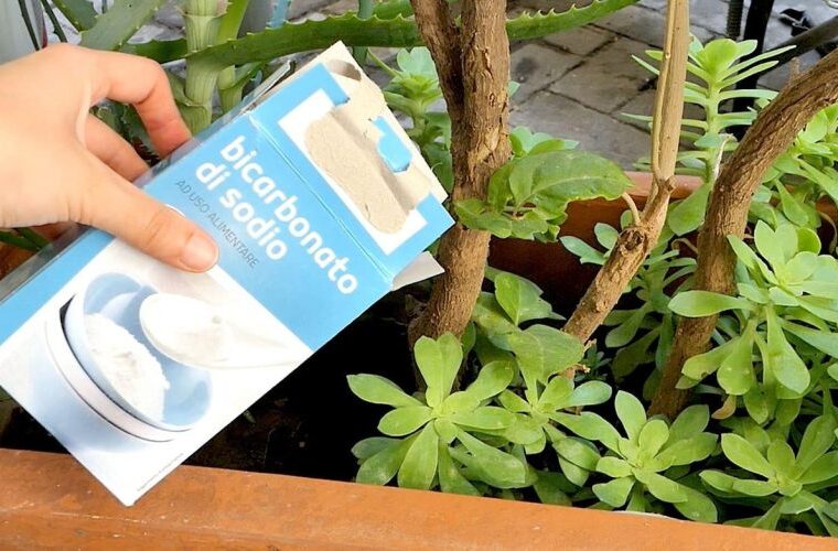 Versez le bicarbonate de soude dans la plante: C’est l’ami des jardiniers