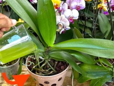 Si vous versez 1 tasse de cet ingrédient, vous n’avez aucune idée du nombre d’orchidées qui fleurissent