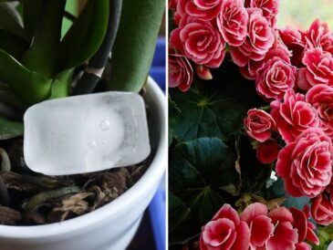 3 astuces efficaces pour faire fleurir les plantes et ne jamais les laisser pourrir