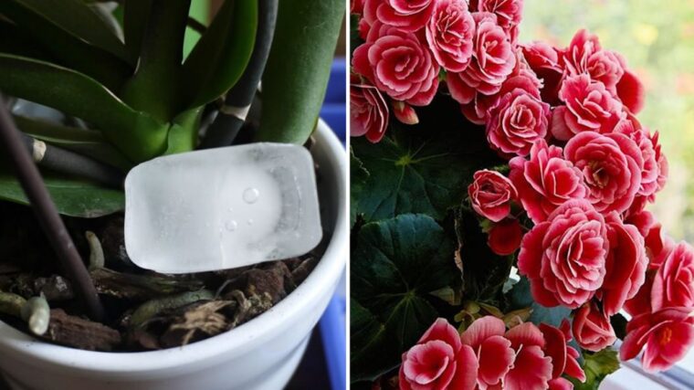 3 astuces efficaces pour faire fleurir les plantes et ne jamais les laisser pourrir