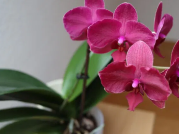 3 astuces infaillibles pour faire fleurir les orchidées toute l’année, même en hiver, sur votre balcon et votre terrasse