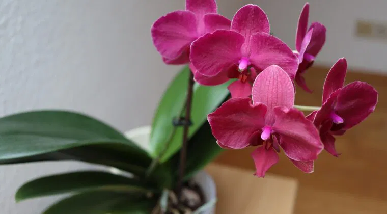 3 astuces infaillibles pour faire fleurir les orchidées toute l’année, même en hiver, sur votre balcon et votre terrasse