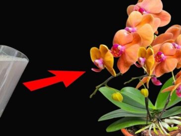 Utilisez-le régulièrement pour les plantes et vous aurez des fleurs et des racines fortes: infiniment luxuriantes