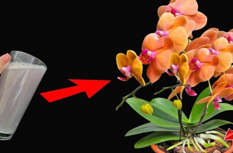 Utilisez-le régulièrement pour les plantes et vous aurez des fleurs et des racines fortes: infiniment luxuriantes