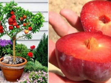 5 plantes à planter dans votre maison uniquement avec la graine de son fruit